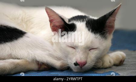 Eine schwarz-weiße Katze, die sich auf dem Teppich eingeschlafen hat. Seine Augen waren geschlossen und sein Ausdruck war friedlich. Stockfoto