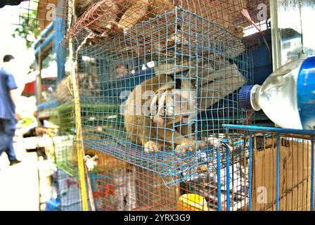 Langsame Loris auf einem Tiermarkt am Straßenrand in Jakarta, Indonesien. Stockfoto