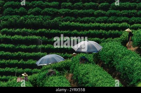 Die Teehäuser arbeiten fleißig in den wunderschönen, üppig grünen Feldern der Landschaft Stockfoto