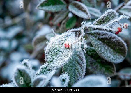 Eine Nahaufnahme von frostigen Blättern mit einer kleinen roten Beere, bedeckt mit Eiskristallen an einem Wintermorgen. Stockfoto