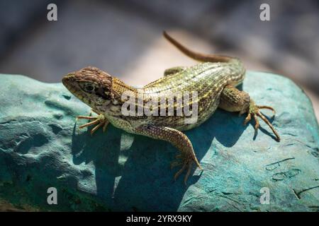 Eidechse am Holocaust Memorial der Greater Miami Jewish Federation, Meridian Avenue, in Miami Beach, Florida, USA Stockfoto