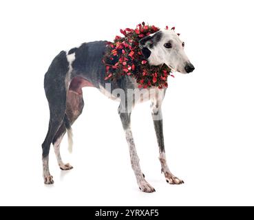Galgo Espanol vor weißem Hintergrund Stockfoto