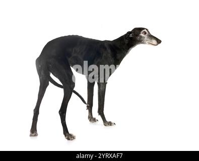 Galgo Espanol vor weißem Hintergrund Stockfoto