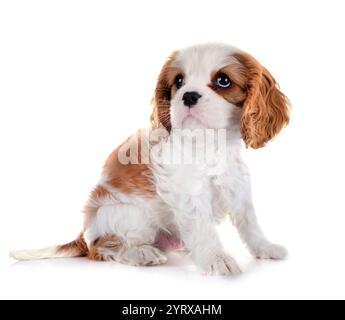 jungen Cavalier king Charles vor weißem Hintergrund Stockfoto