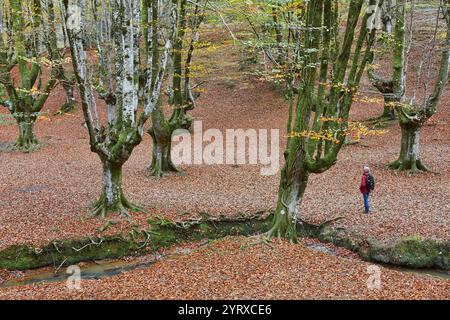 Buchenwald in Vizcaya. Hayedo Otzarreta, Gorbeia. Herbstlandschaft. Spanien Stockfoto