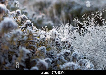 Eine Nahaufnahme frostbedeckter Pflanzen, die komplizierte Eiskristalle auf dem Laub hervorheben und die heitere Schönheit eines kalten Wintermorgens einfangen. Stockfoto