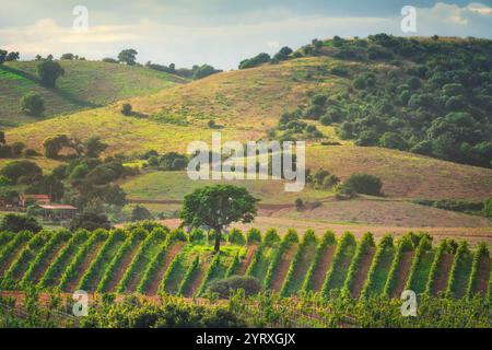 Landschaft der Weinberge Morellino di Scansano und eines Baumes im Herbst. Maremma, Provinz Grosseto, Toskana, Italien Stockfoto