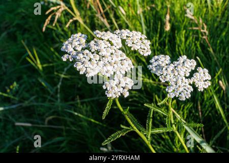 Schafgarbe Achillea millefolium weiße Blüten nah oben, floraler Hintergrund mit grünen Blättern. Draufsicht, geschwungener Pfeil. Medizinische organische Naturkräuter, Pflanzenkonz Stockfoto
