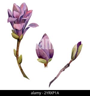 Frühlingsblume, lila Magnolie kamelienbaum Buschknospen auf Zweig, exotische isolierte botanische Illustration handgezeichnet in Aquarell. Einzelnes Element Stockfoto