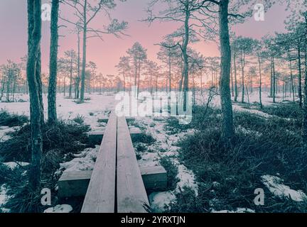 Frostiger Sonnenaufgang im Moor - ein schneebedeckter Wanderweg in einem Kiefernwald, der Himmel mit hellen Sonnenaufgangsfarben im Hintergrund, Stockfoto
