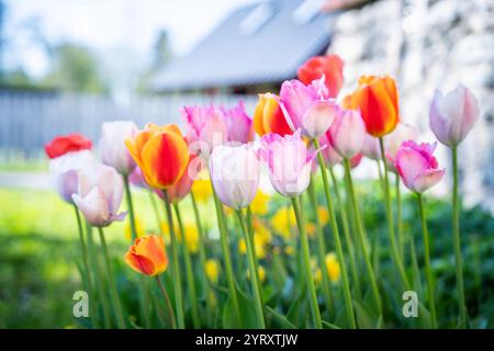 Mischung aus Tulpenblüten im Garten. Gemischte Triumphtulpen, anspruchslos und lang blühend. Stockfoto