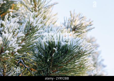 Tannenzweig mit langen grünen Nadeln bedeckt mit frischem weißem Schnee unter hellblauem Winterhimmel, Makrofoto mit selektivem Weichfokus Stockfoto