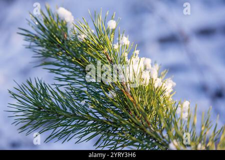 Grüner Kiefernzweig mit langen Nadeln ist mit frischem weißem Schnee bedeckt, Nahaufnahme Naturfoto mit selektivem Fokus Stockfoto