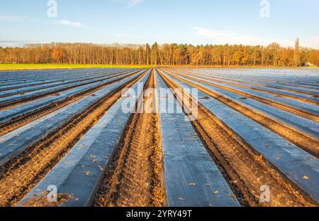 BOSSCHENHOOFD - lange Bodenrücken, die mit schwarzem landwirtschaftlichem Kunststoff bedeckt sind, auf einem Feld am Rande des Dorfes Bosschenhoofd in Nordbrabant, Gemeinde Halderberge. Später werden Erdbeerpflanzen darin gepflanzt. Das Foto wurde an einem sonnigen Morgen in der Herbstsaison aufgenommen; es war eiskalt und auf dem Plastik ist eine dünne Schicht Raureif zu sehen. ANP / Hollandse Hoogte / Ruud Morijn niederlande Out - belgien Out Stockfoto