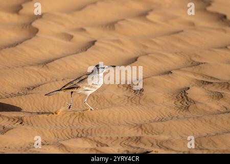 Wiedehopf-Lerche, Alaemon alaudipes, Sahara-Wüste, Tunesien. Stockfoto