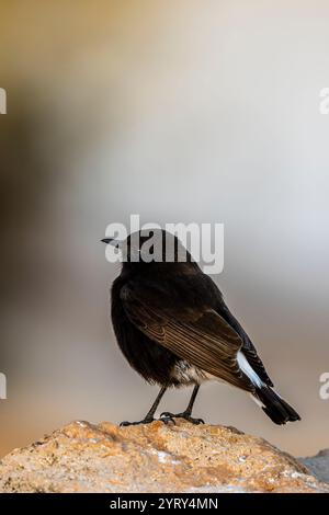 Schwarze Wheatear, Oenanthe leucura, Tunesien Stockfoto