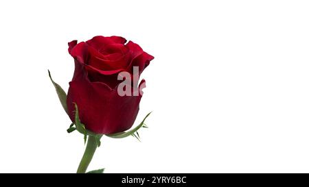 Makroaufnahme einer strahlenden Rose mit klaren, definierten Konturen der Blütenblätter, platziert auf einem schlichten weißen Hintergrund. Symbolisiert Liebe und Romantik. Stockfoto