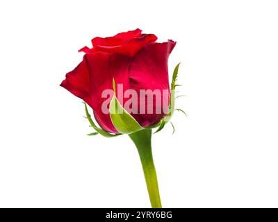 Makroaufnahme einer strahlenden Rose mit klaren, definierten Konturen der Blütenblätter, platziert auf einem schlichten weißen Hintergrund. Symbolisiert Liebe und Romantik. Stockfoto
