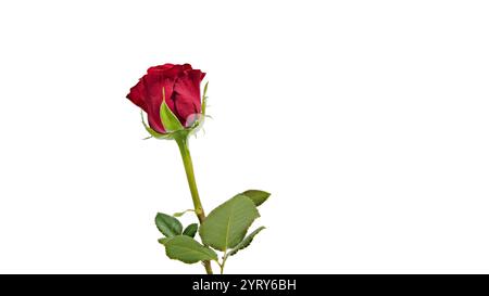 Makroaufnahme einer strahlenden Rose mit klaren, definierten Konturen der Blütenblätter, platziert auf einem schlichten weißen Hintergrund. Symbolisiert Liebe und Romantik. Stockfoto