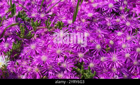 Bunte Blumen in Selcuk, Türkei Stockfoto