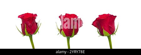 Makroaufnahme von drei strahlenden Rosen mit klaren, definierten Konturen der Blütenblätter, platziert auf einem schlichten weißen Hintergrund. Symbolisiert Liebe und Romantik. Stockfoto