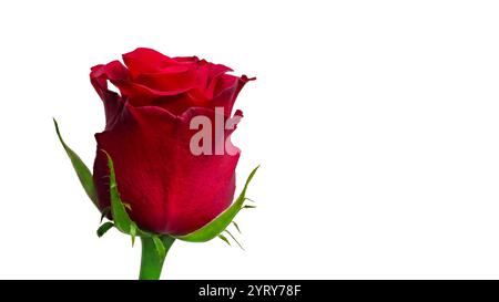 Makroaufnahme einer strahlenden Rose mit klaren, definierten Konturen der Blütenblätter, platziert auf einem schlichten weißen Hintergrund. Symbolisiert Liebe und Romantik. Stockfoto