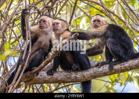 Kapuzineraffen (Cebus-Imitator) ist ein Neuweltaffen der Unterfamilie Cebinae. Naturszene in Zentralamerika Stockfoto