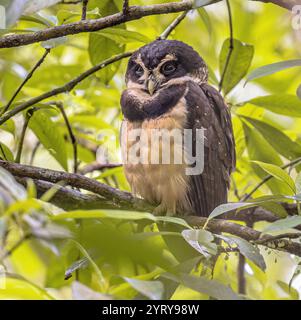 Brilleneule (Pulsatrix perspicillata) ist ein großer tropischer Eule, der in den neotropen beheimatet ist. Großer Greifvogel, der tagsüber im Baum auf Cos ruht Stockfoto