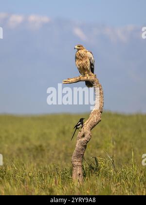 Spanischer Kaiseradler (Aquila adalberti), der im Baum auf hellem Berghintergrund thront. Diese seltene und gefährdete Vogelart kommt nur in vor Stockfoto