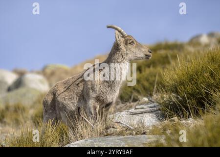 Westspanische Ibex oder Gredos Ibex (Capra pyrenaica victoriae). Weibliche Jungtiere, die Gras auf Felsen in Sierra de Gredos, Spanien, fressen. Wil Stockfoto