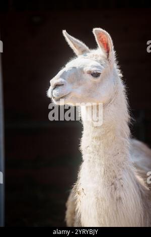 Nahaufnahme eines Lama in einer Scheune, das sein sanftes Verhalten und seine charakteristischen Merkmale unter natürlichem Licht zeigt. Stockfoto