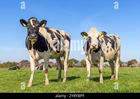 2 Kühe schwarz-weiß, in voller Länge, in den Niederlanden, friesisches holstein auf einem grünen Feld und einem blauen Himmel, Horizont über Land Stockfoto