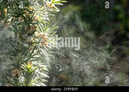 Pollenkörner einer Eibe breiten sich in der Luft aus und verursachen saisonale Allergien Stockfoto