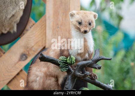 Ein gefüllter Marder sitzt auf einem Ast. Stockfoto