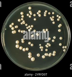 Nahaufnahme von Candida albicans-Hefekolonien, die auf einer Petrischale in einem mikrobiologischen Labor wachsen Stockfoto