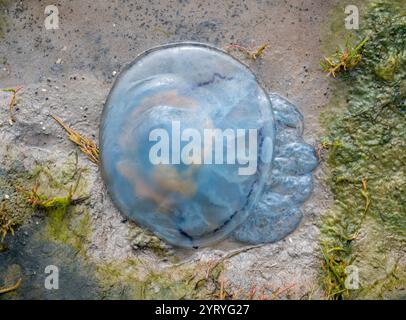 Wattenmeer mit Kornblumenqualle bzw. Cyanea lamarckii bei Ebbe an der Küste im Wattenmeer Nationalpark, Nordsee, Deutschland Stockfoto