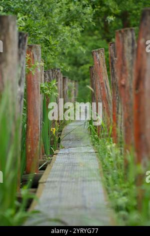 Holzsteg durch üppiges Grün, betont Ruhe, Naturpfade und nachhaltige Outdoor-Umgebungen. Stockfoto