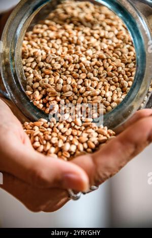Nahaufnahme von Getreidearten, die aus einem Glas in die Hand fließen und die Frische, den ökologischen Landbau und die Zutaten der traditionellen Bierbrauerei hervorheben. Stockfoto