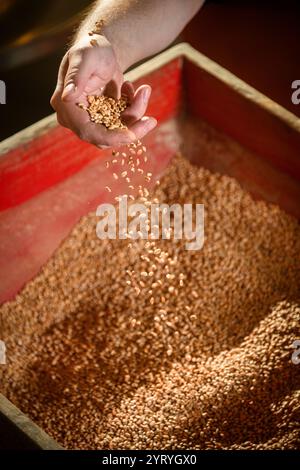 Die Hand schöpft Getreide aus einer traditionellen Holzkiste und zeigt handwerkliche Landwirtschaft, Getreideverarbeitung und nachhaltige Anbaumethoden. Stockfoto