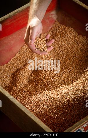 Die Hand schöpft Getreide aus einer traditionellen Holzkiste und zeigt handwerkliche Landwirtschaft, Getreideverarbeitung und nachhaltige Anbaumethoden. Stockfoto