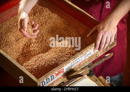 Die Hand schöpft Getreide aus einer traditionellen Holzkiste und zeigt handwerkliche Landwirtschaft, Getreideverarbeitung und nachhaltige Anbaumethoden. Stockfoto