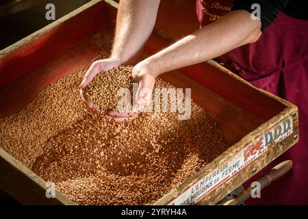 Die Hand schöpft Getreide aus einer traditionellen Holzkiste und zeigt handwerkliche Landwirtschaft, Getreideverarbeitung und nachhaltige Anbaumethoden. Stockfoto