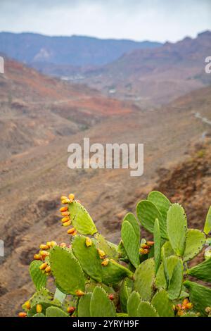 Blick vom Aussichtspunkt Degollade Las Yeguas auf Gran Canaria Spanien . Opuntia Ficus-indica ist eine Pflanzenart in der Gattung der Opuntien Opuntia aus der Familie der Kakteengewächse Cactaceae. Kaktusfeige *** Blick aus dem Blickwinkel Degollade Las Yeguas auf Gran Canaria Spanien Opuntia Ficus indica ist eine Pflanzenart der Gattung Opuntia aus der Kaktusfamilie Cactaceae Feigenbirne Stockfoto