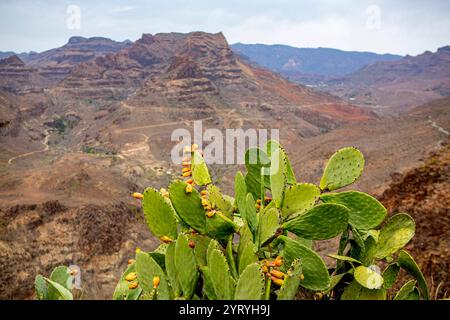 Blick vom Aussichtspunkt Degollade Las Yeguas auf Gran Canaria Spanien . Opuntia Ficus-indica ist eine Pflanzenart in der Gattung der Opuntien Opuntia aus der Familie der Kakteengewächse Cactaceae. Kaktusfeige *** Blick aus dem Blickwinkel Degollade Las Yeguas auf Gran Canaria Spanien Opuntia Ficus indica ist eine Pflanzenart der Gattung Opuntia aus der Kaktusfamilie Cactaceae Feigenbirne Stockfoto