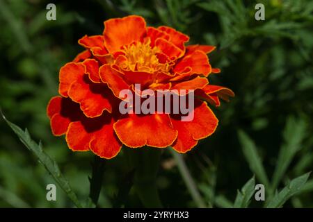 Französischer Ringelblumenkopf mit gerafften Orangenblättern und gelbem Zentrum, das in grünem Laub wächst Stockfoto