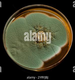 Grüner penicillium-Schimmel, der auf Agar in einer Petrischale während eines mikrobiologischen Experiments wächst Stockfoto