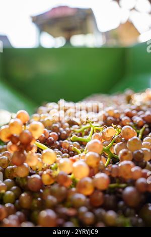 Traubenernte für die Weinherstellung Stockfoto