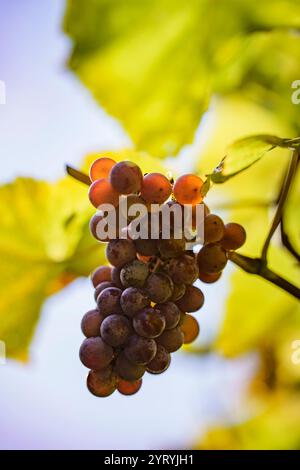 Trauben am Weinstock Stockfoto