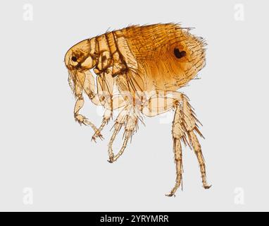 Vergrößerte Ansicht eines orientalischen Rattenflohs? Xenopsylla cheopis, ein bekannter bubonischer Pestvektor. Es wurde auf der Haut einer malaysischen Hausratte gefunden. Stockfoto