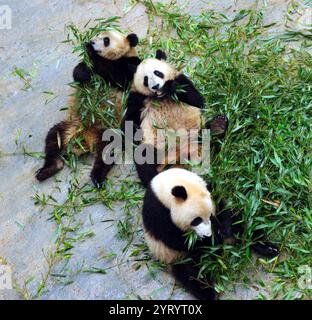 Der Riesenpanda (Ailuropoda melanoleuca), heimisch im Süden Zentralchina. Der Riesenpanda ist ein Blattfresser, mit Bambussprossen und -Blättern, die mehr als 99 % der Nahrung ausmachen Stockfoto